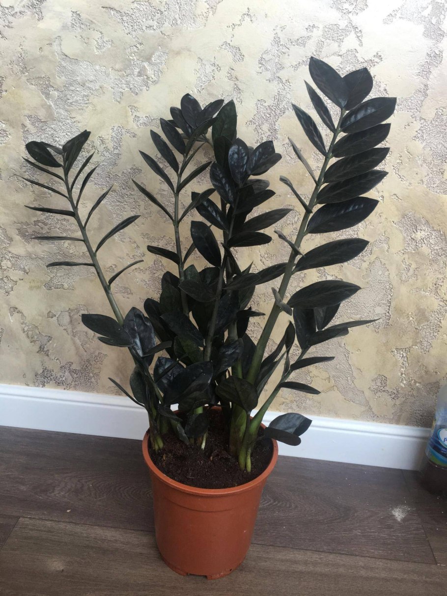 Zamioculcas zamiifolia Raven (черный)