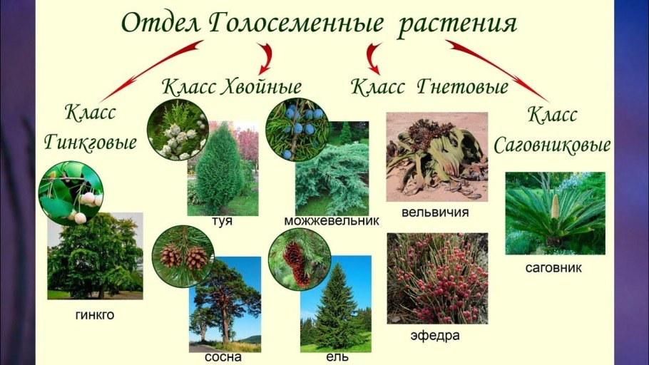 Классы голосеменных растений