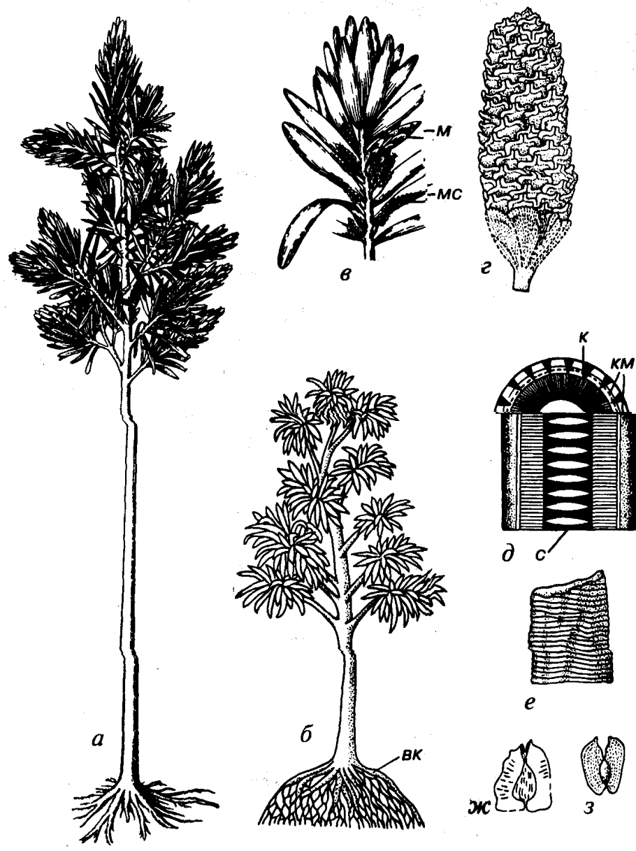 Отдел Голосеменные - Pinophyta