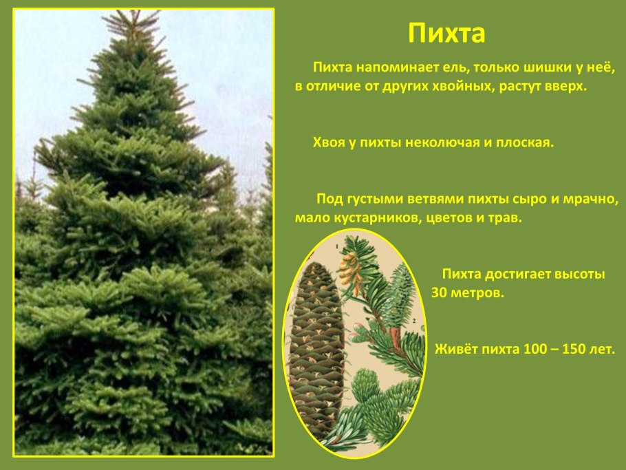 Строение шишек голосеменных растений