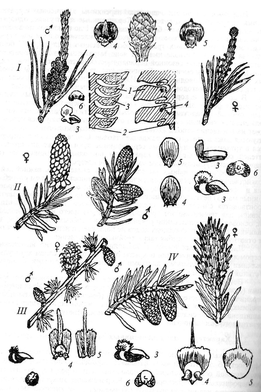 Сосна Кедровая микростробилы