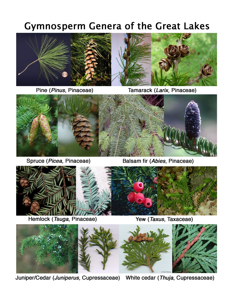Type of gymnosperm Plants