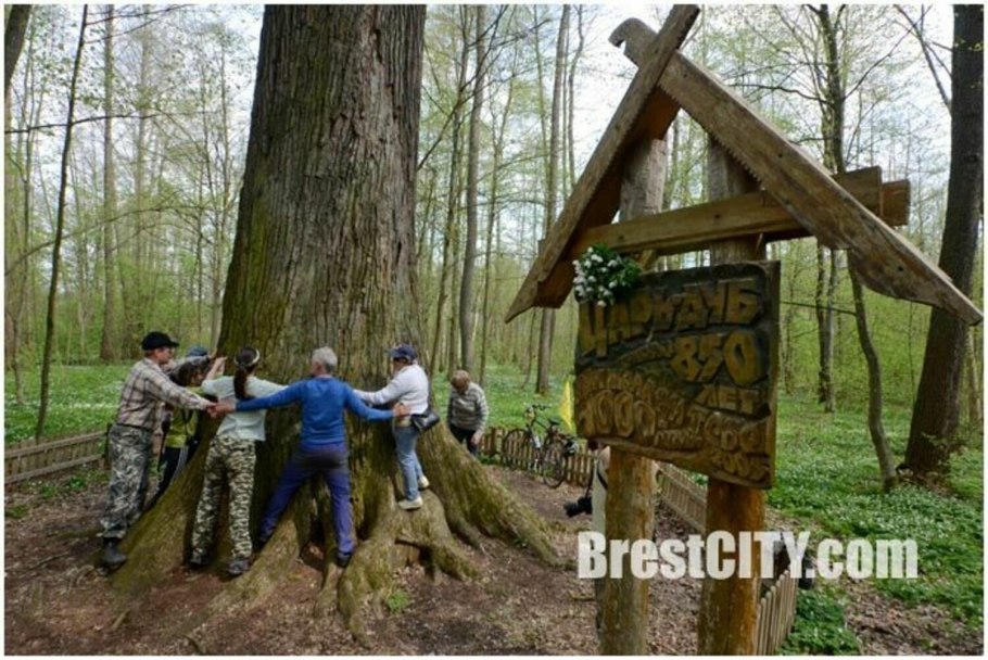 Беловежская пуща сосна великан