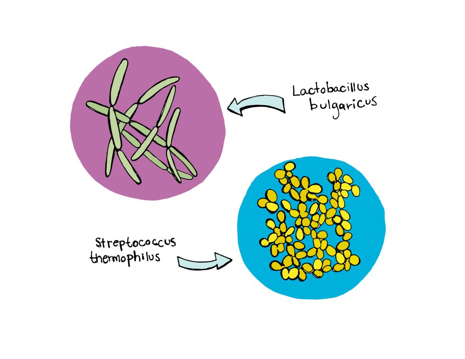 Кефирные зерна