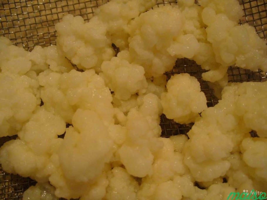 Кефирный гриб пробиотик