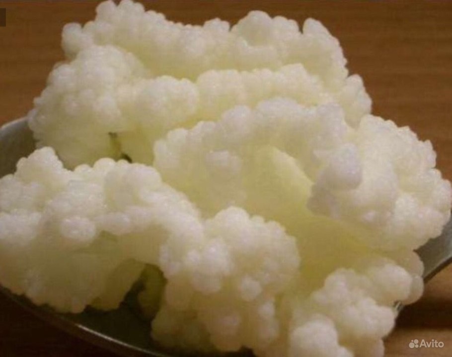 Кефирные зерна