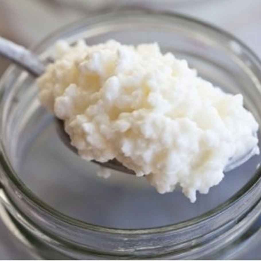 Лактобактерии это молочнокислые бактерии