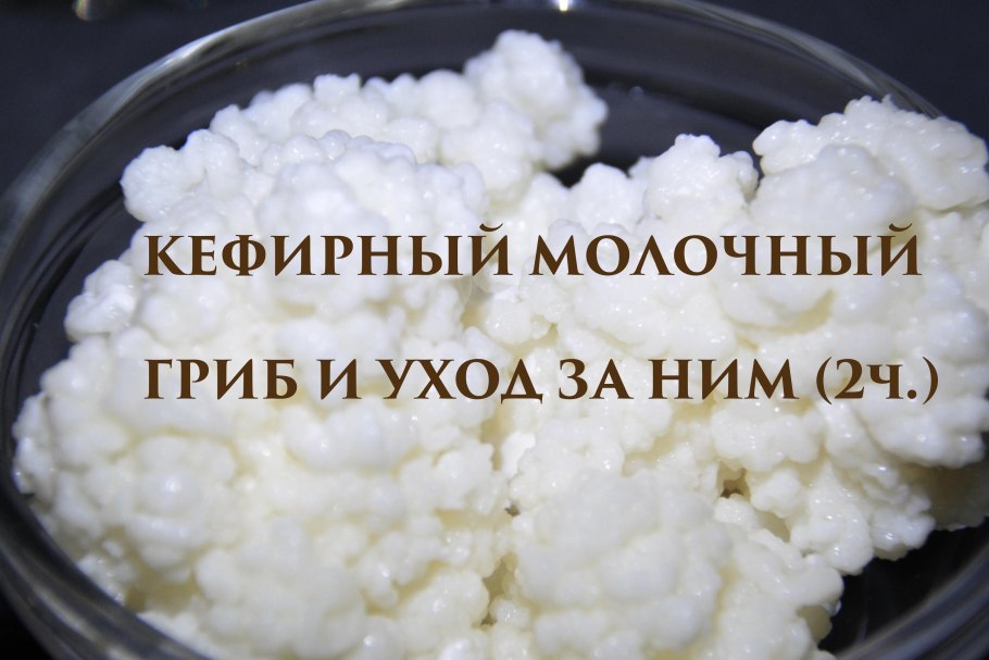 Выращивание кефирного гриба