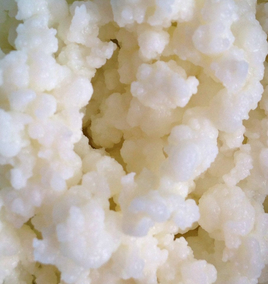 Молочный гриб под микроскопом