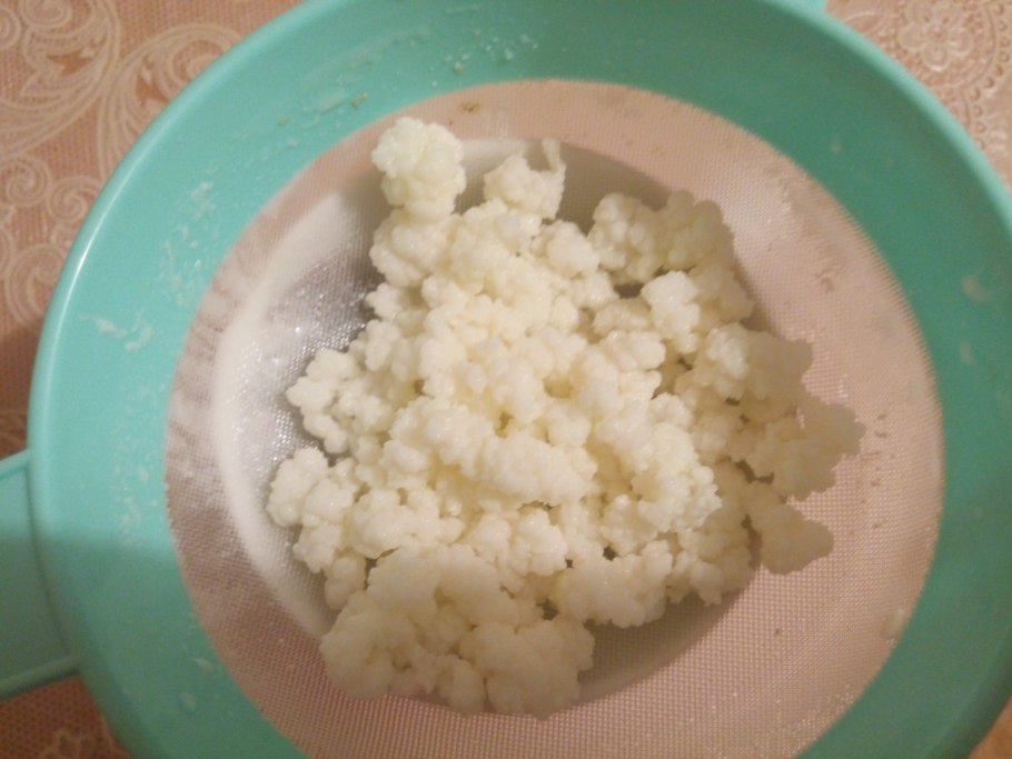 Живой кефирный тибетский гриб