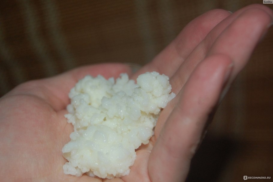 Кефирный гриб