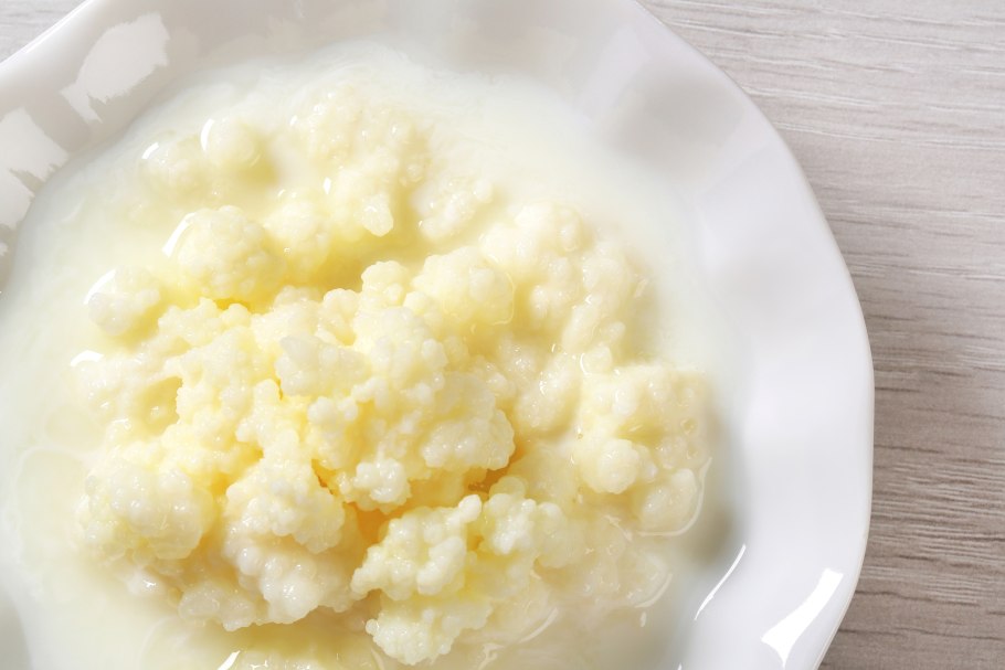 Гриб кефирный молочный