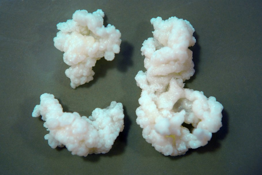 Болгарская палочка Lactobacillus bulgaricus