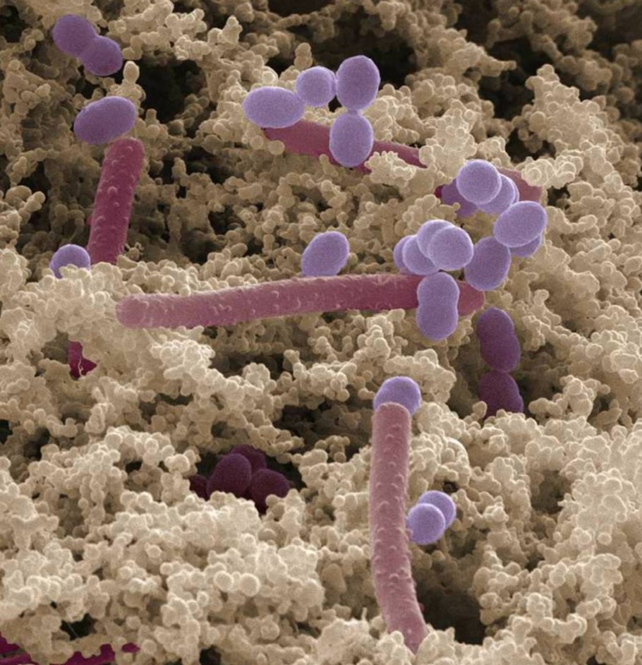 Молочный гриб в упаковке