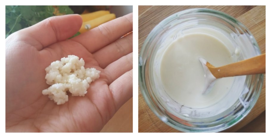 Молочный гриб