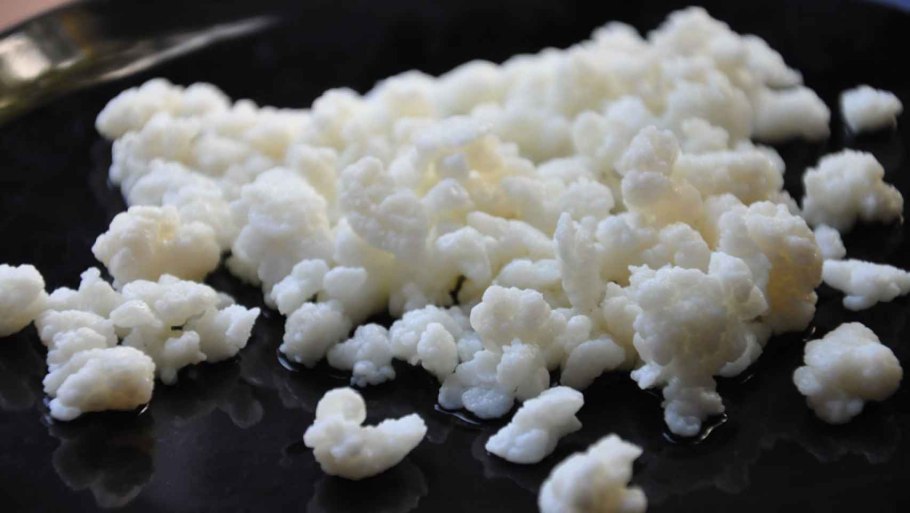 Индийский кефирный гриб