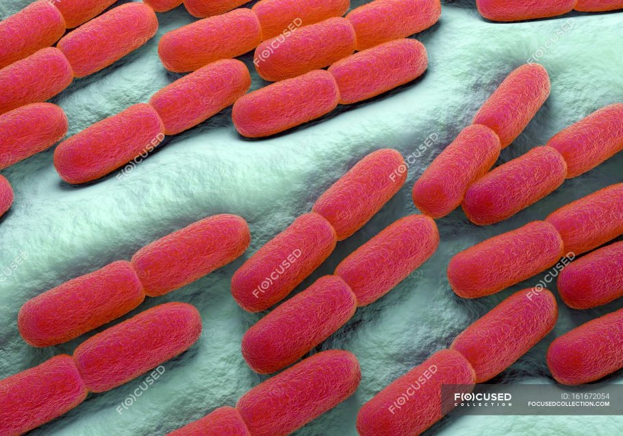 Кефирные зерна