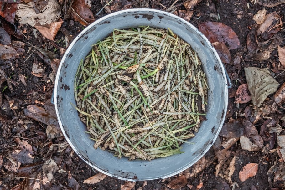 Черемша Ингушетия