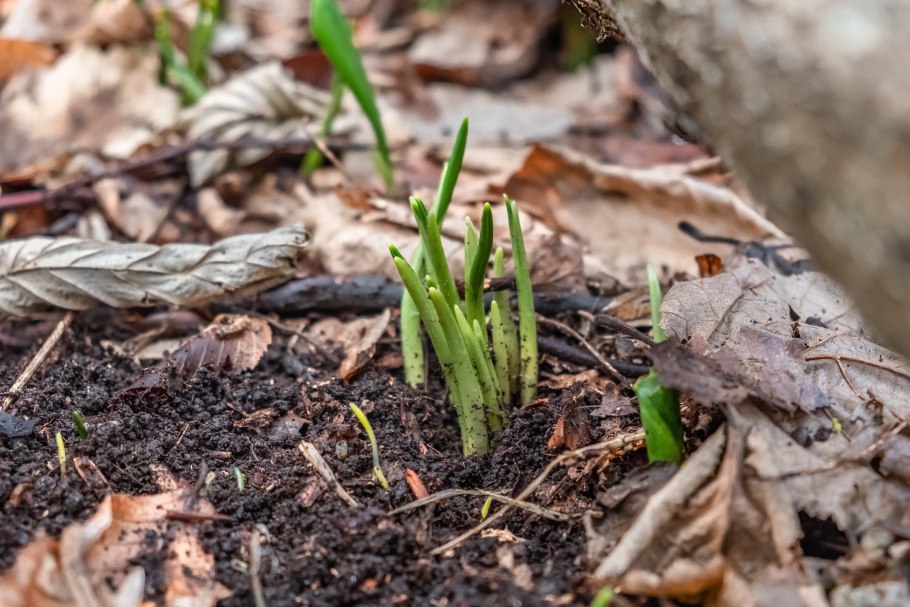 Черемша Кавказская