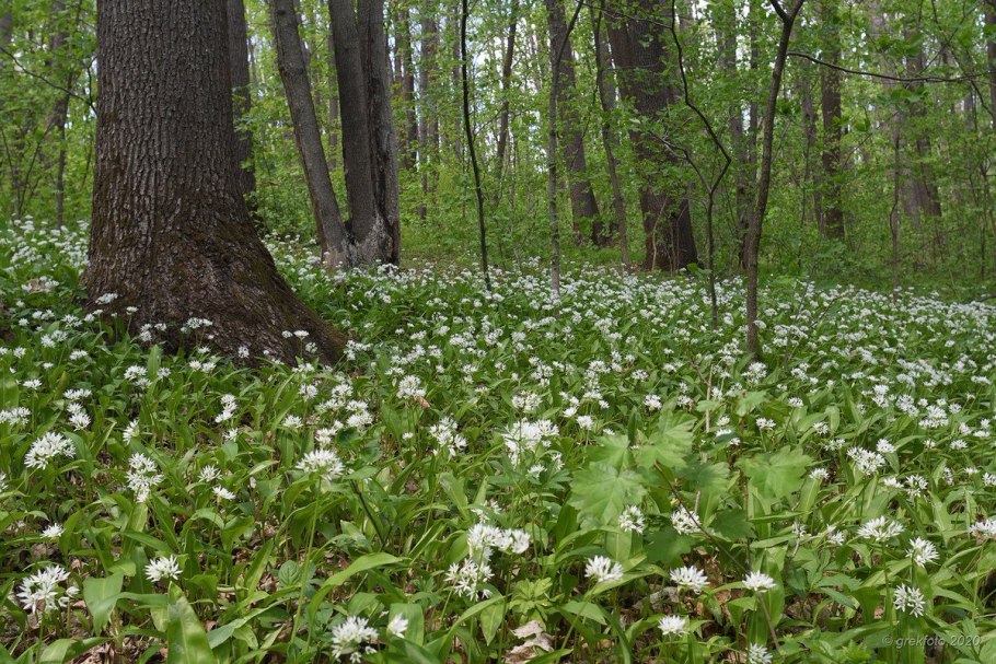 Ставропольская черемша