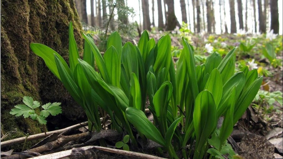 Черемша, лук Медвежий Allium ursinum
