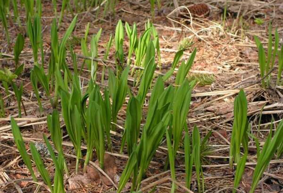 Черемша Сибирская