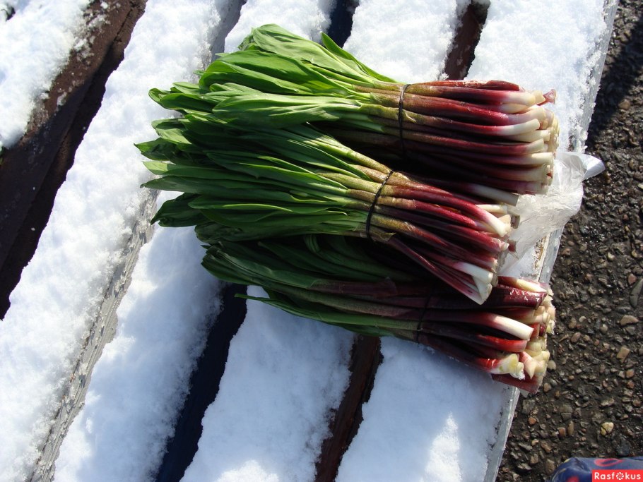 Черемша на Камчатке