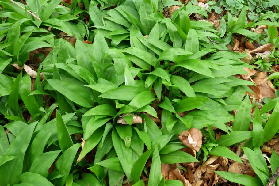 Allium ursinum черемша