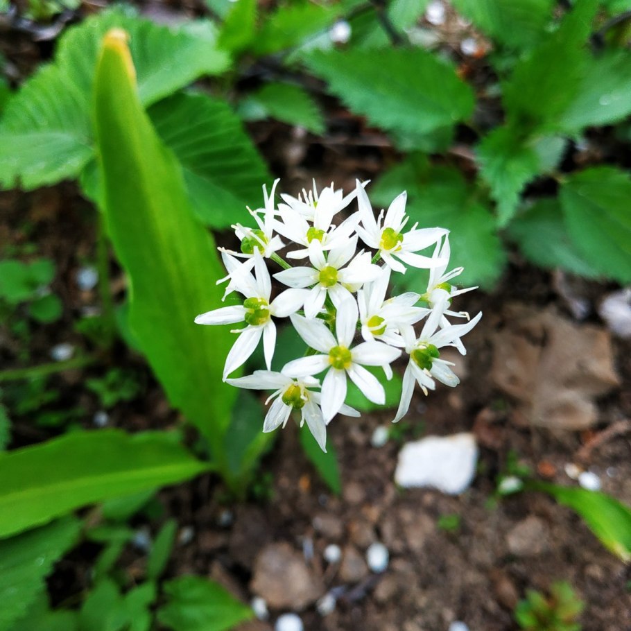 Черемша (хандил