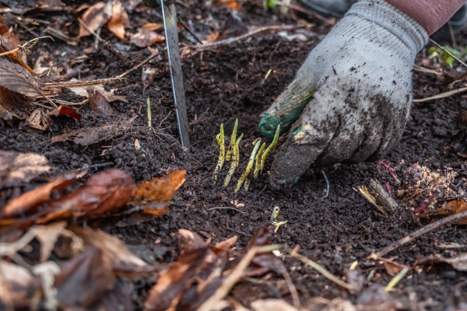 Черемша на Северном Кавказе
