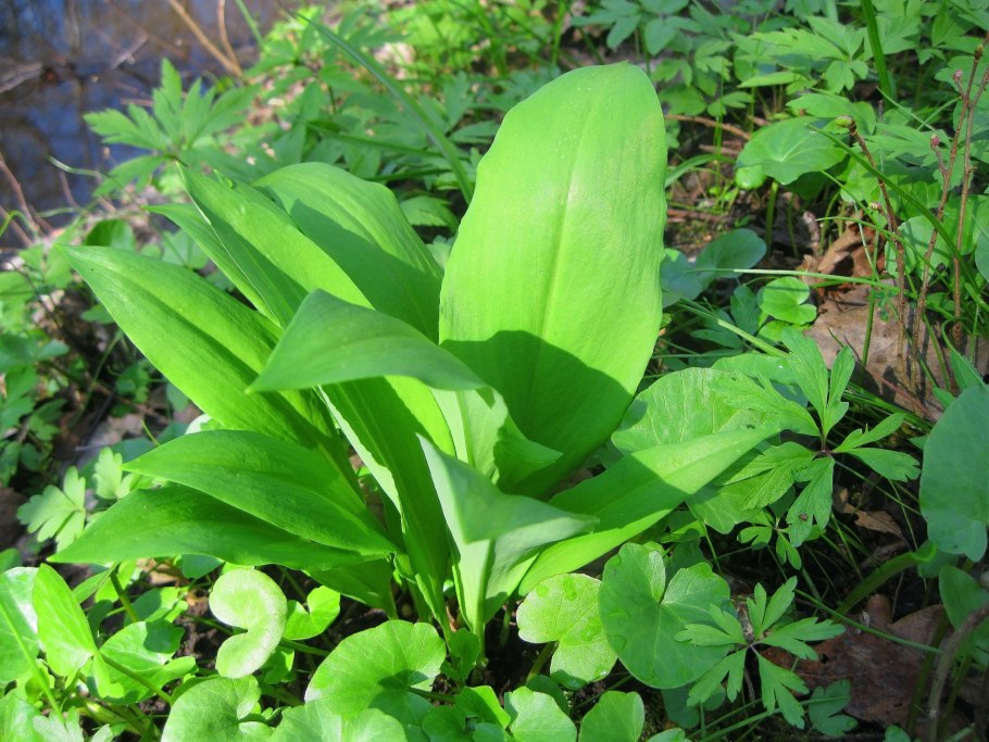 Черемша в тайге