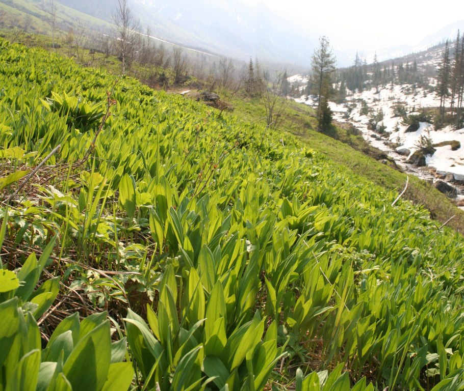 Колба Сибирская черемша