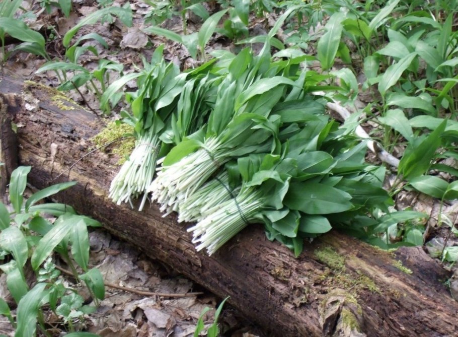 Черемша Лесная