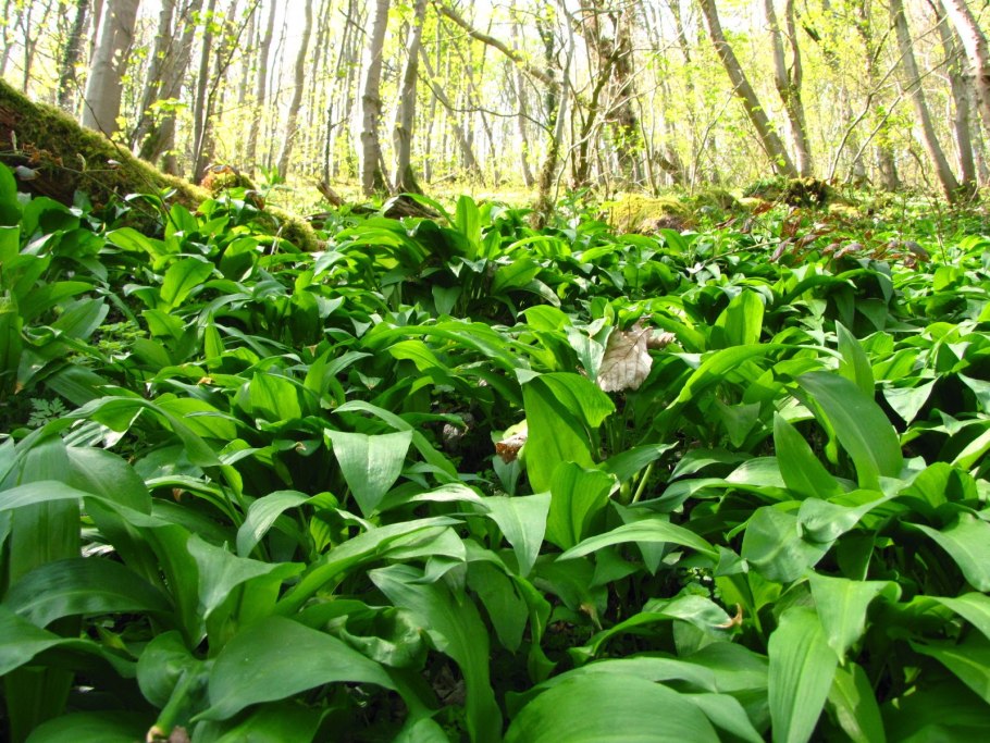 Черемша Камчатская