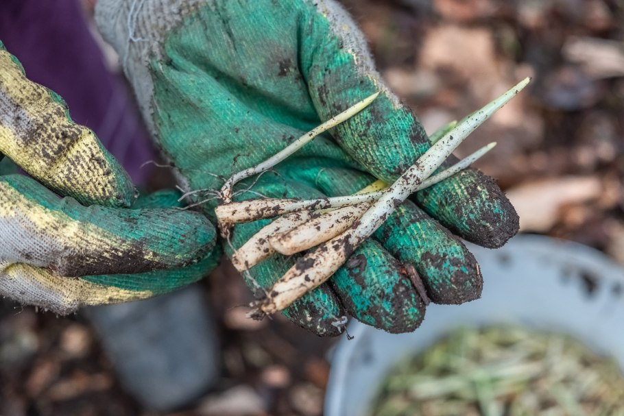 Весенняя черемша