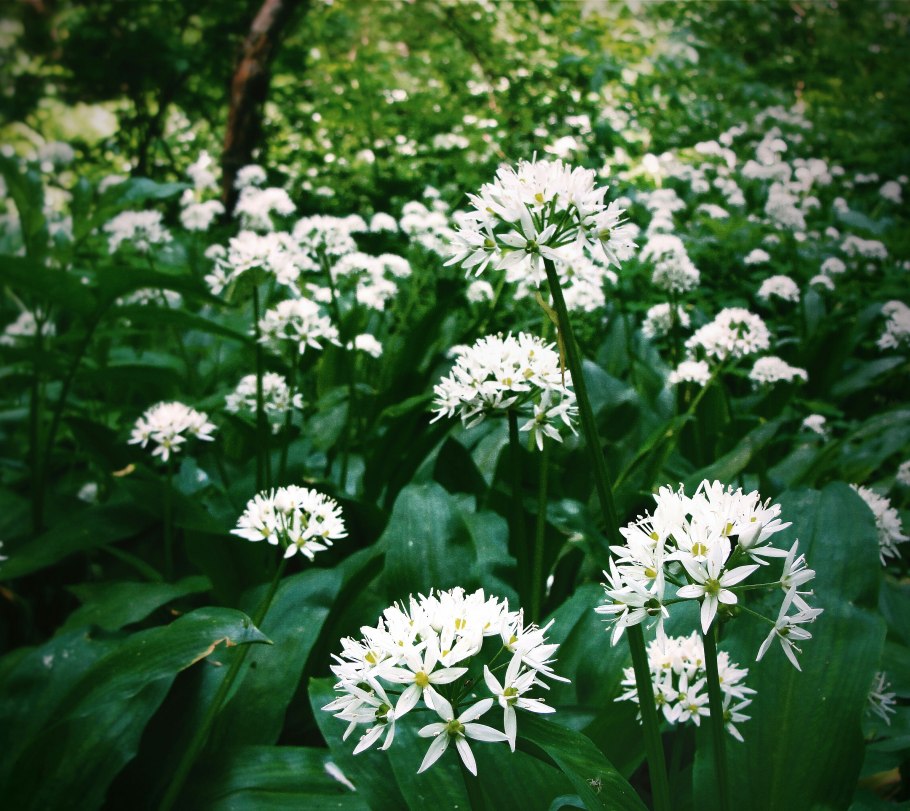 Черемша растения Кавказа