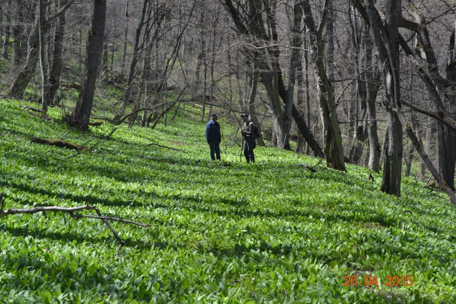 Черемша Ингушская