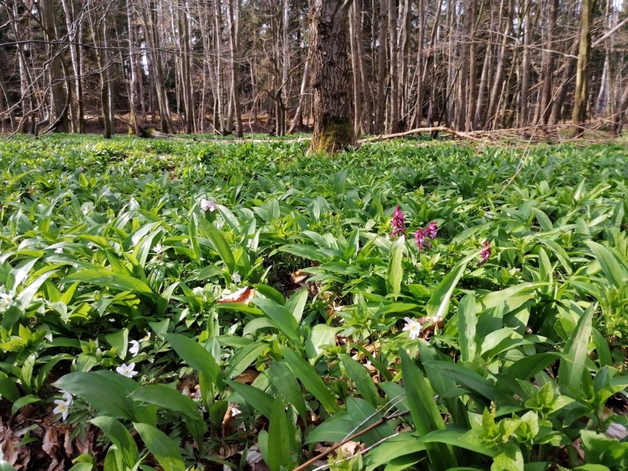 Черемша Кавказская