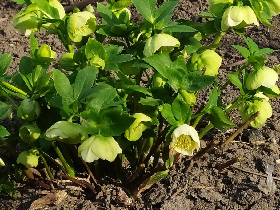 Морозник Карпатский