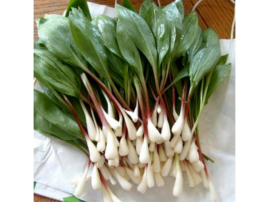 Черемша группа