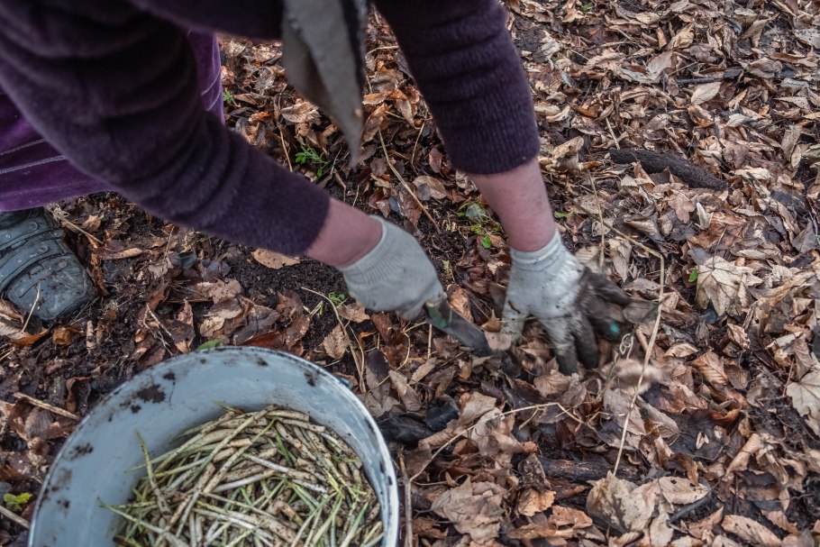 Черемша Лесная