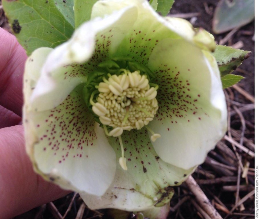 Морозник Восточный Трикастин