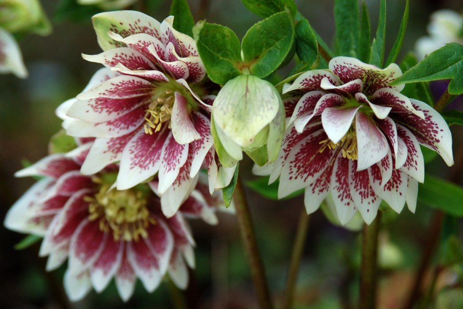 Морозник Восточный 'Lenten Rose'