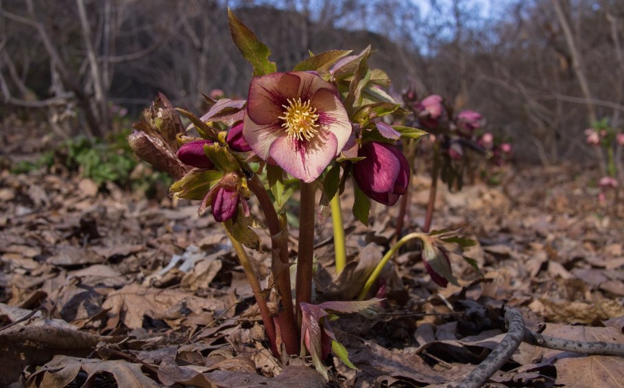Морозник срезка