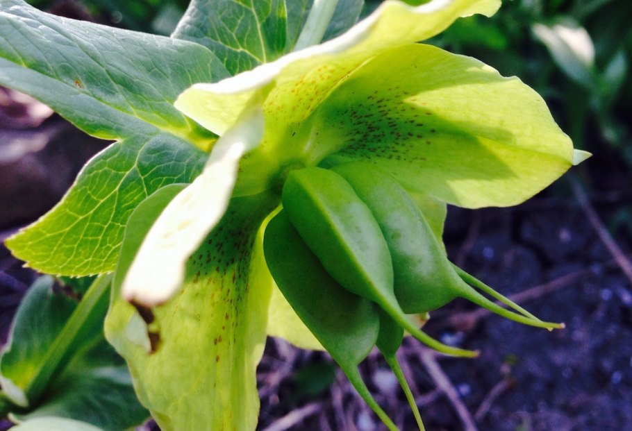 Морозник падуболистный