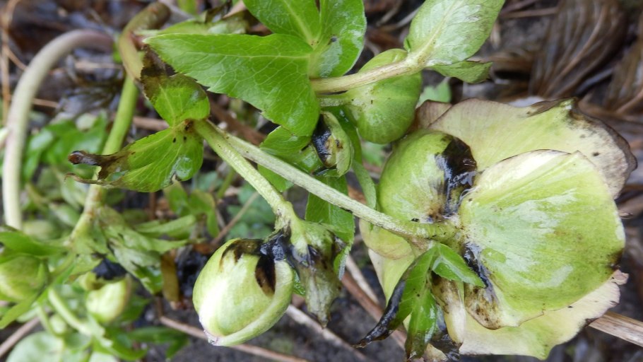 Морозник в Анапе