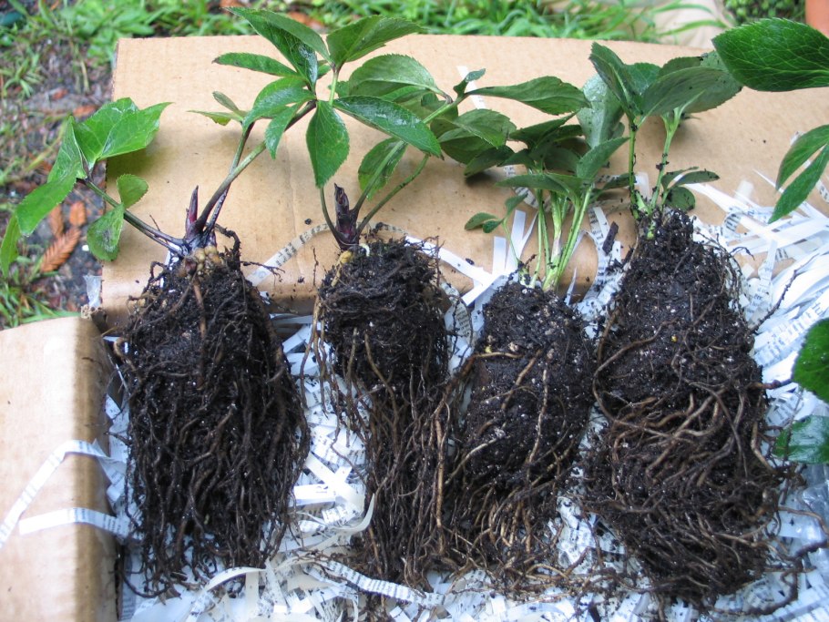 Морозник размножение