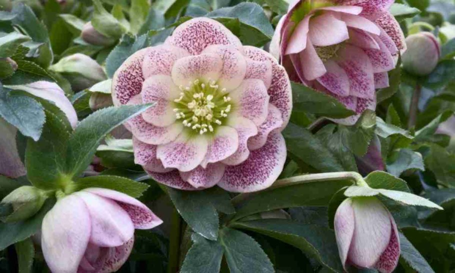 Морозник трава в порошке