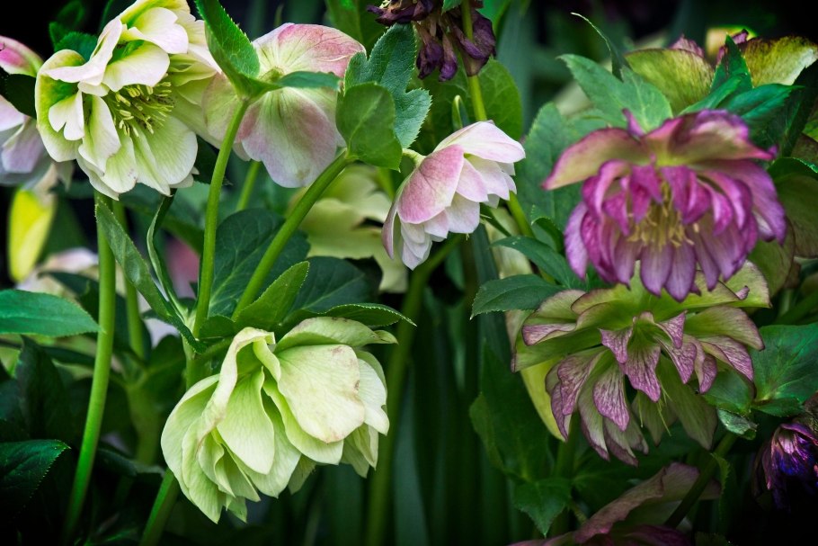 Морозник кавказский Ботаническая иллюстрация