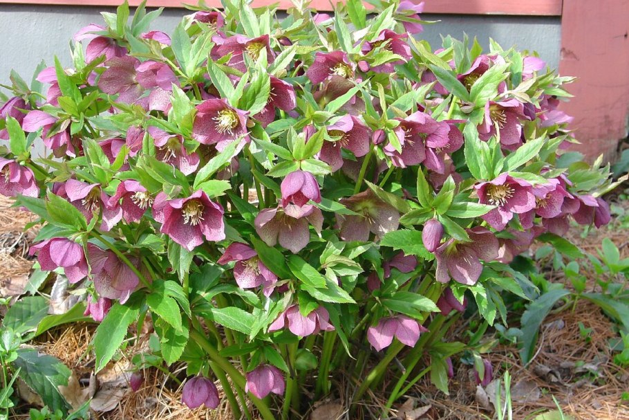 Морозник Восточный Трикастин